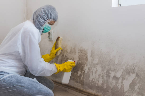 Environmental Consulting for Mold Prevention in Genoa, OH